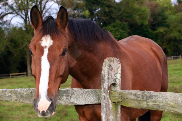 beautiful horse looking over a fence
