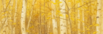 Aspen Collection