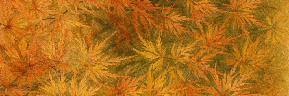 Japanese Maple Collection