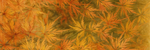 Japanese Maple Collection
