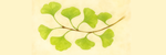 Gingko Tree Collection